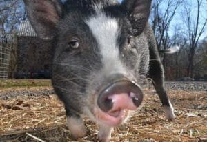 Potbellied pig history